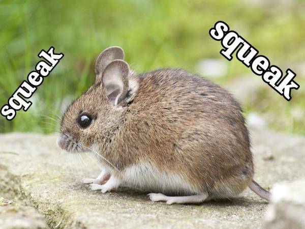 贼眉鼠眼打一正确生肖，全面释义、精准解答解释落实